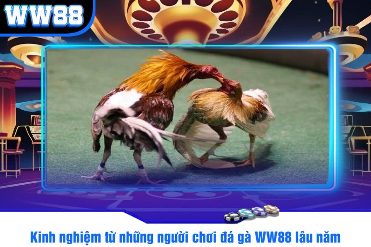 Kinh nghiệm từ những người chơi đá gà WW88 lâu năm